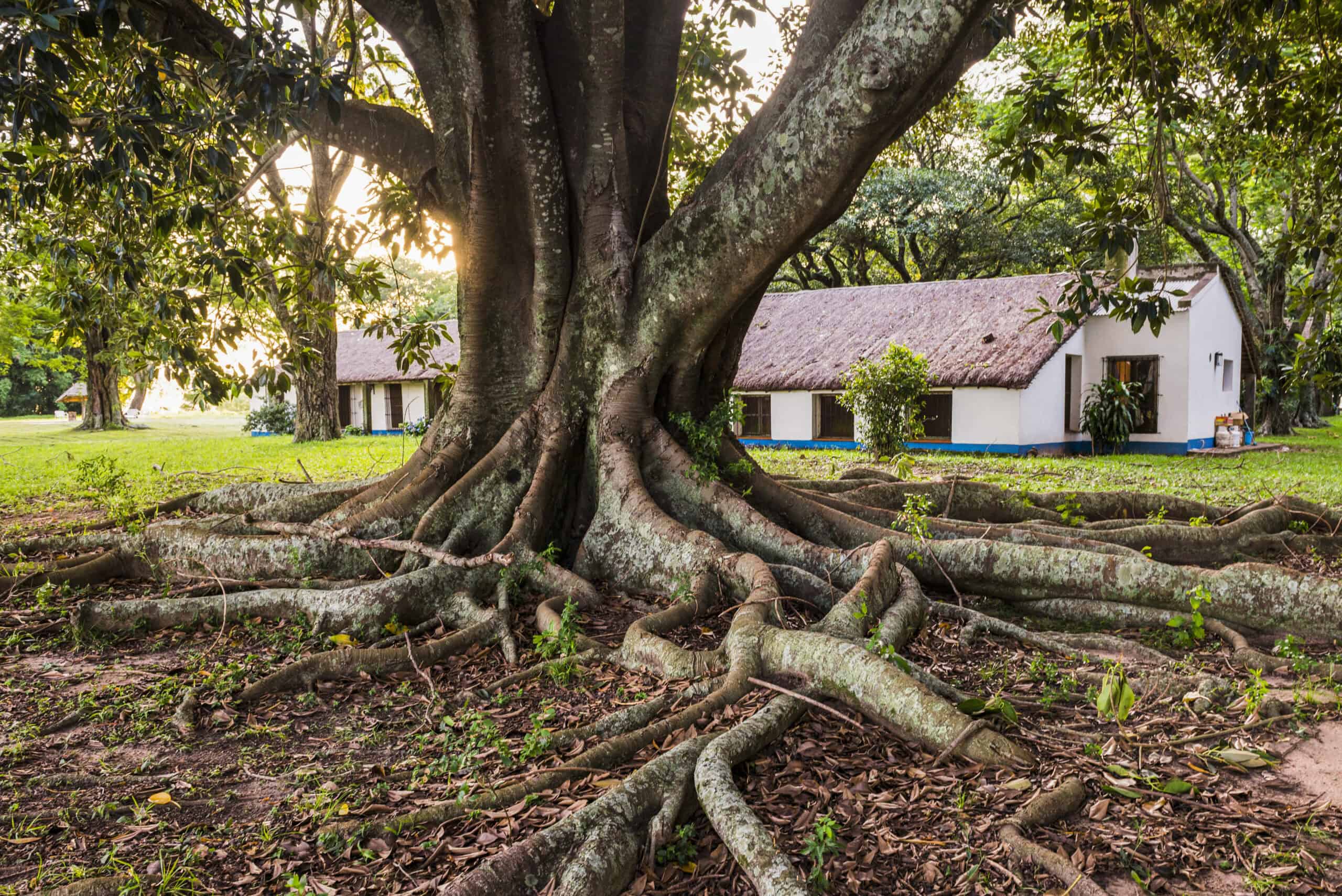 Can Tree Roots Damage Pavers? Here's How to Prevent It